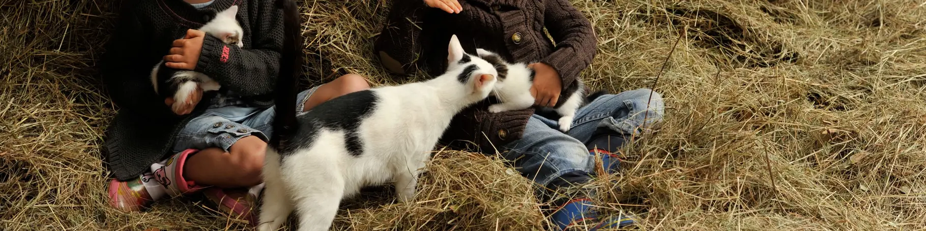 Zwei Kinder sitzen im Heu und streicheln 2 Babykatzen und ihre Mamakatze.