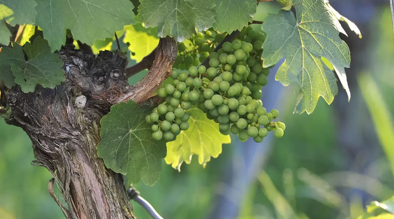 im Urlaub am Weingut im Taubertal eine Weinbergwanderung mit dem Winzer machen