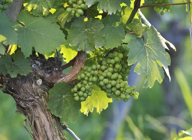 im Urlaub am Weingut im Taubertal eine Weinbergwanderung mit dem Winzer machen