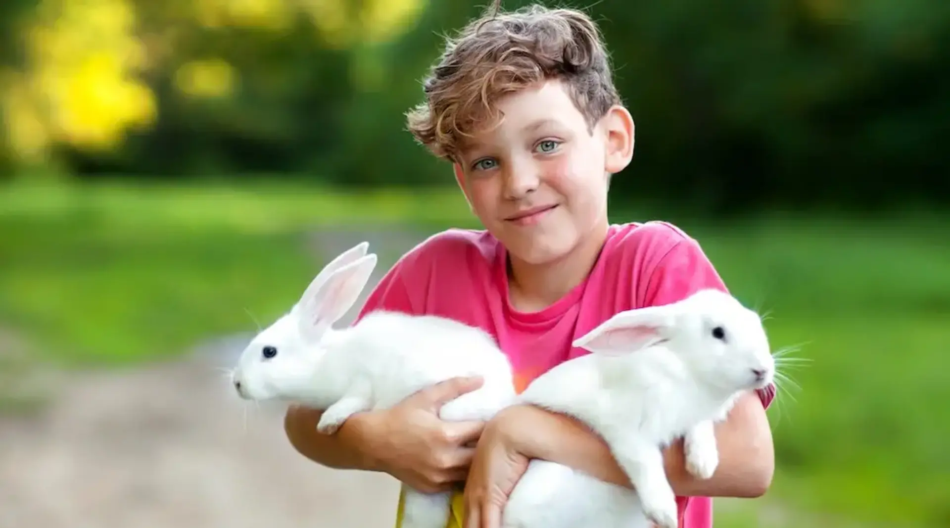 Ein Junge hält zwei weiße Kaninchen im Arm und streichelt sie auf einem Bauernhof auf Fehmarn. 