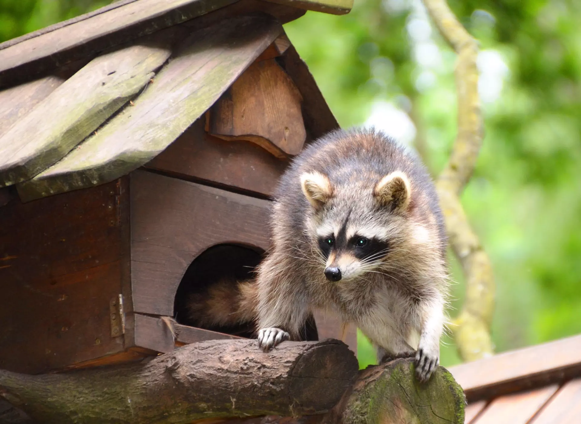 im Urlaub die Mecklenburgische Schweiz entdecken und den Wildpark in Güstrow besuchen