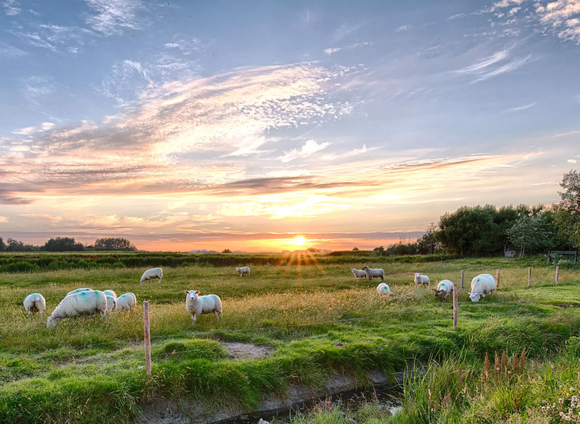 im Urlaub auf dem Bauernhof an der Nordsee Schafe auf der Insel Pellworm beobachten