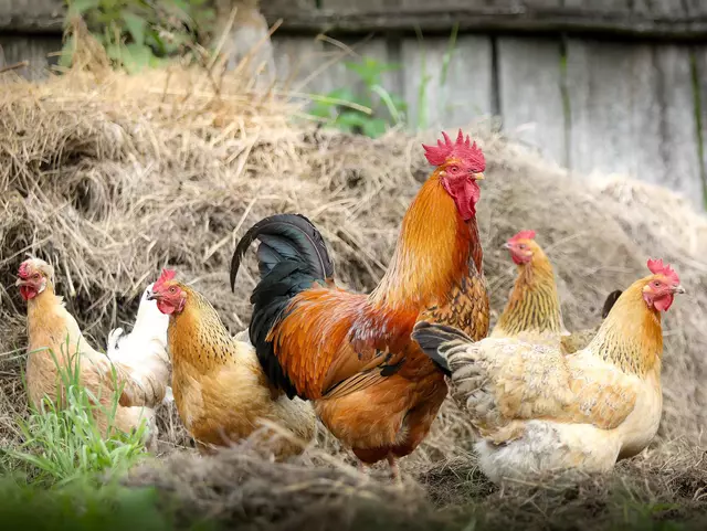 Hühner im Urlaub auf dem Bauernhof erleben