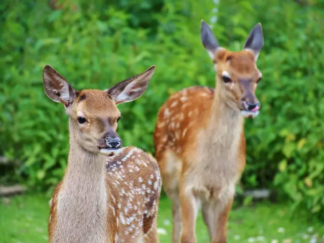 im Urlaub mit Kindern in den Thüringen den Wildpark Possen besuchen