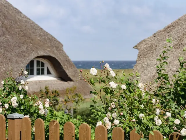 Rosen am Gartenzaun mit Reetdachhaus – Bauernhofurlaub Nordsee - © ThomBal, AdobeStock Rosen blühen am Gartenzaun vor einem Haus mit Schilfdach.