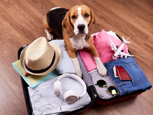 Reisefertig mit Hund – Gemeinsam in den Urlaub - © Viktoriya, adobe stock Ein Hund sitzt vor einem geöffneten Koffer mit Kleidung, Hut, Kopfhörern und Reiseutensilien