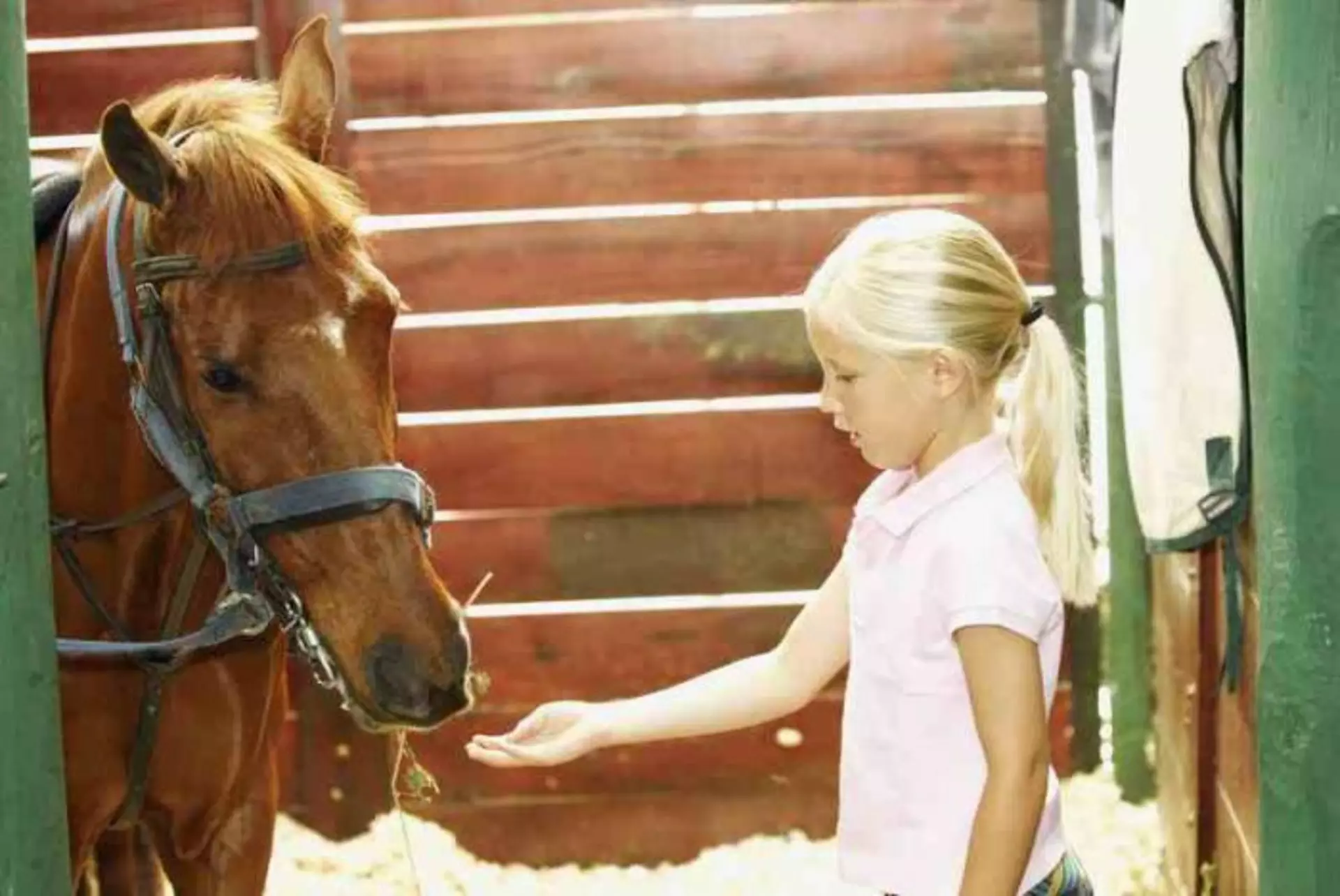 Kinder können auf unseren Reiterhöfen nicht nur Reiten, sondern auch den Umgang mit Pferden erlernen.