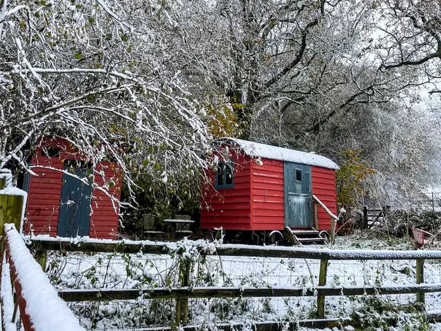 Zwei kleine rote Schäferwagen stehen auf einer leicht eingeschneiter Streuobstwiese. 