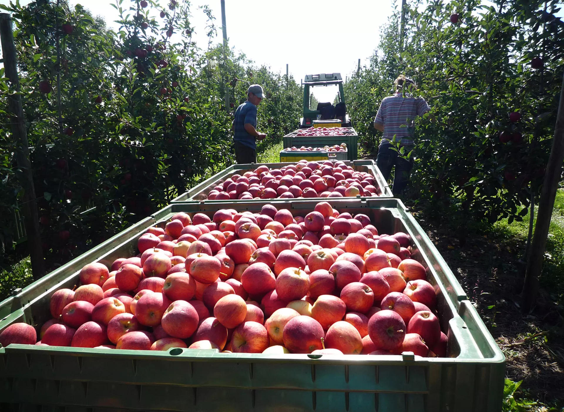 Apfelzug auf dem Obsthof - © Landsichten.de, Susanne Mölle Bei einem Urlaub auf dem Obsthof können Gäste bei der Obsternte helfen und selbst geerntetes Obst und Gemüse auf dem Bauernhof einkaufen.