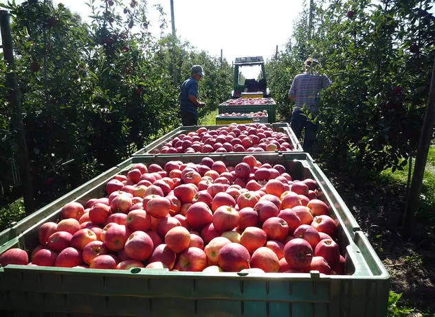Apfelzug auf dem Obsthof - © Landsichten.de, Susanne Mölle Bei einem Urlaub auf dem Obsthof können Gäste bei der Obsternte helfen und selbst geerntetes Obst und Gemüse auf dem Bauernhof einkaufen.