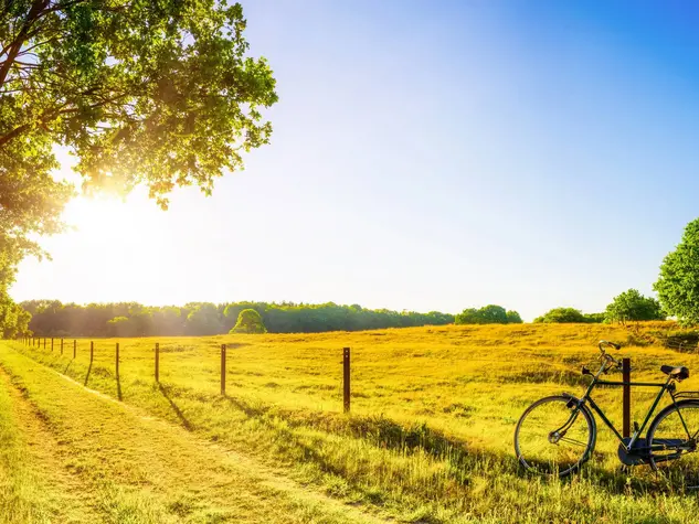 Landscape in summer with trees and meadows in bright sunshine