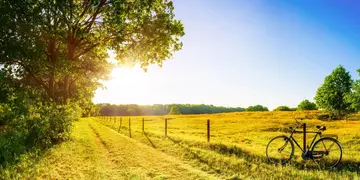 Landscape in summer with trees and meadows in bright sunshine