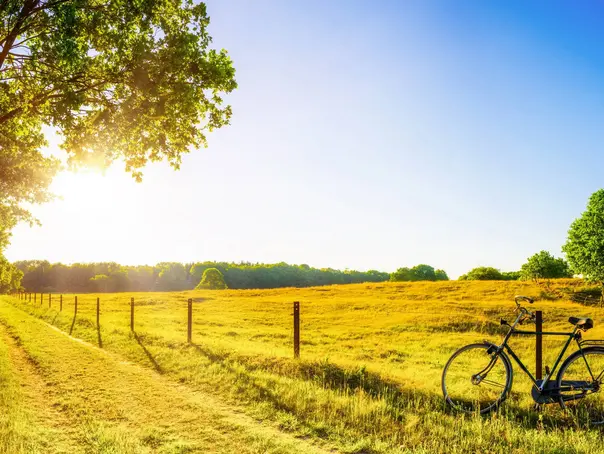 Landscape in summer with trees and meadows in bright sunshine