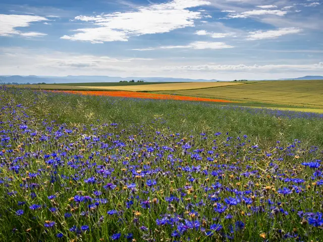 Weites Feld mit blauen Kornblumen und vereinzelten roten Mohnblüten bei Germerode in Hessen unter einem leicht bewölkten Himmel.