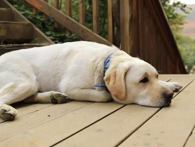 Urlaub mit Hund im Ferienhaus mit Garten