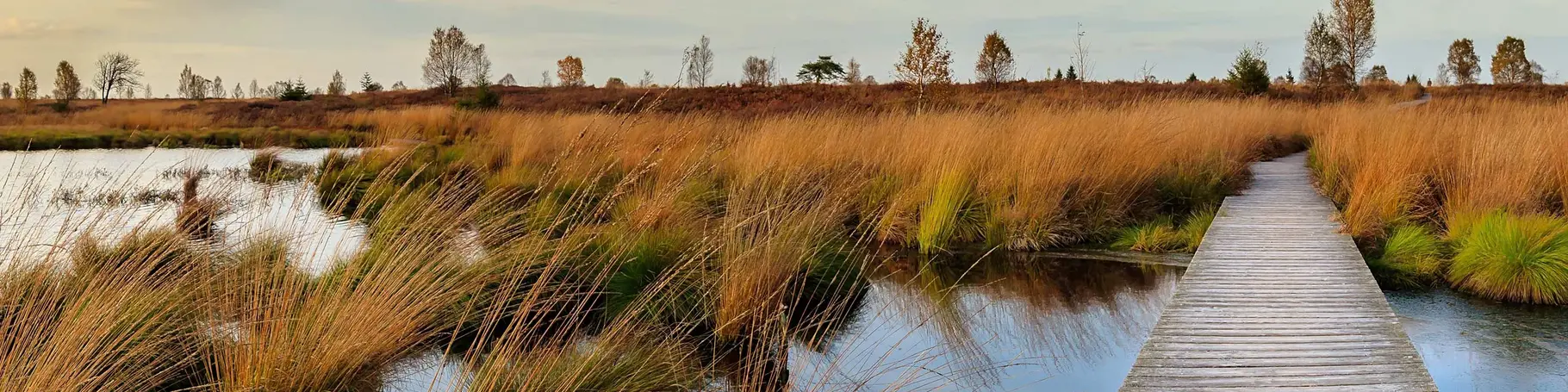 Hochmoor Hohe Venn an der Grenze zwischen Belgien und Deutschland