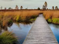 Hochmoor Hohe Venn an der Grenze zwischen Belgien und Deutschland