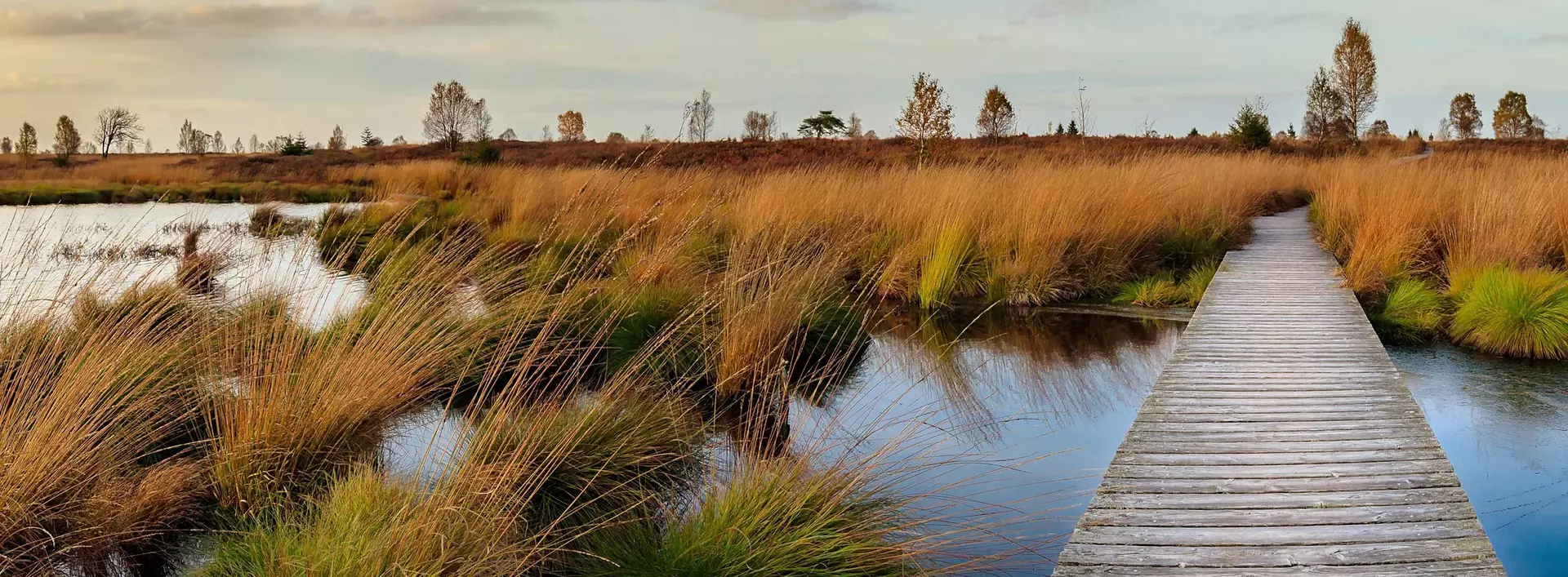 Hochmoor Hohe Venn an der Grenze zwischen Belgien und Deutschland