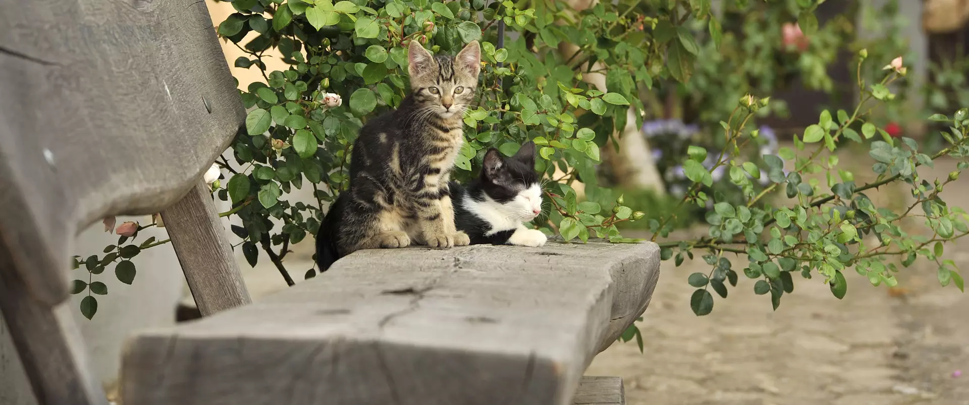 im Urlaub auf dem Bauernhof in Rheinland-Pfalz Katzen streicheln und füttern