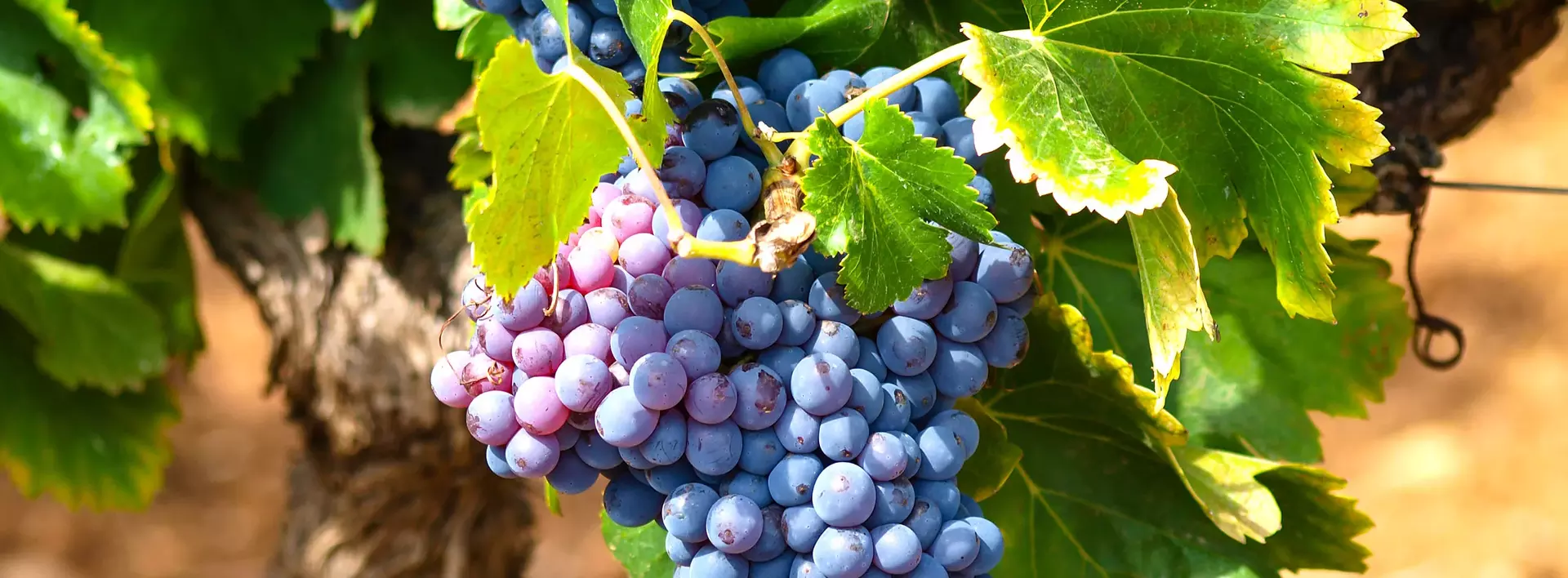Urlaub auf dem Weingut - reife Trauben an den Weinreben vor der Weinlese