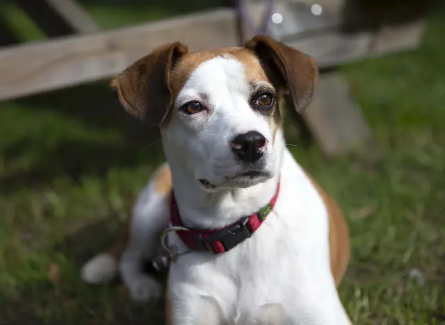 im Urlaub mit Hund in der Holsteinischen Schweiz Zeit für den Hund haben