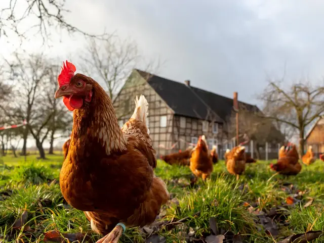 Tierisches Hofleben mit Hühnern – Urlaub auf dem Bauernhof - © Martin, AdobeStock Eine Gruppe Hühner läuft vor einem Fachwerkhaus