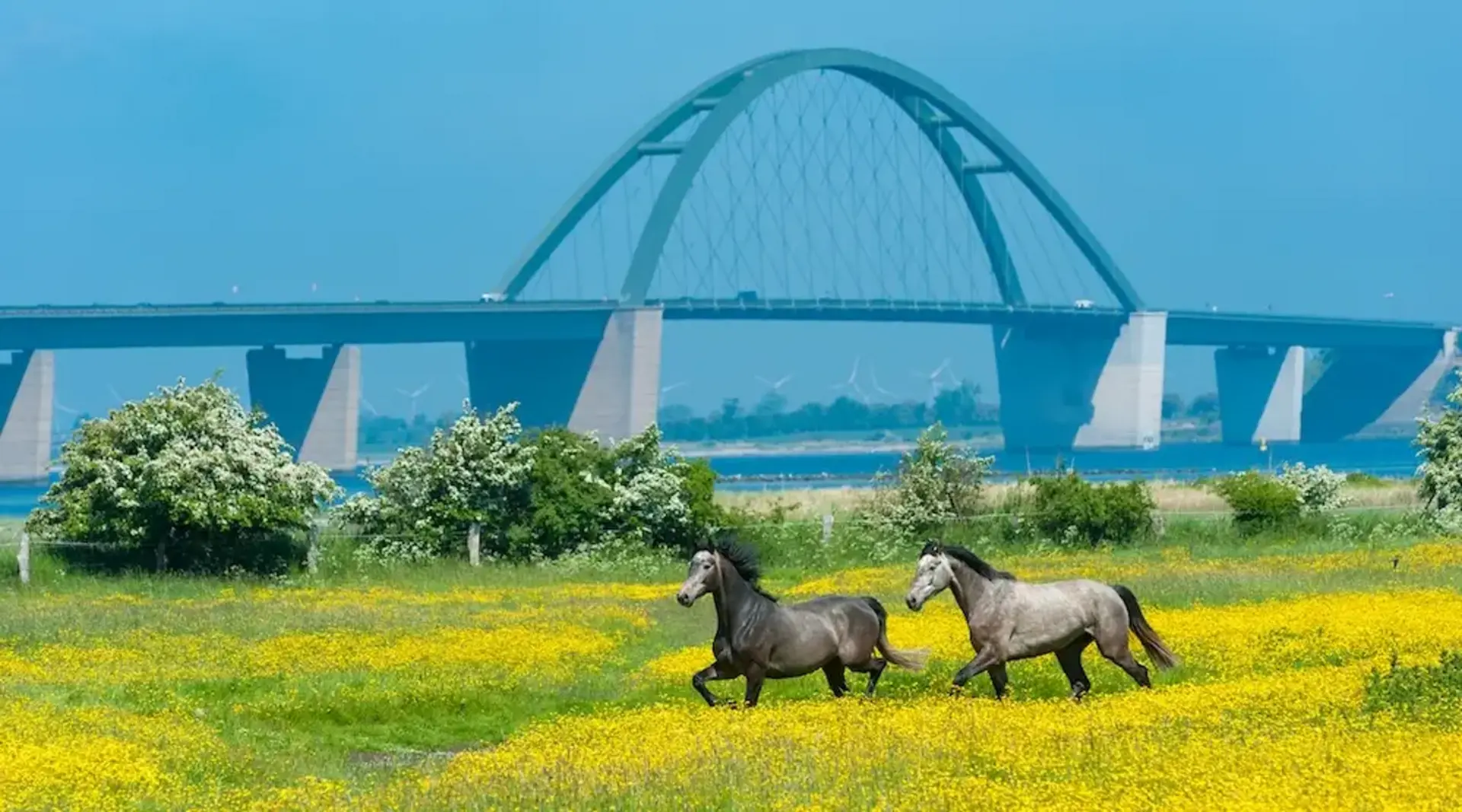 Zwei Pferde traben durch ein leuchtend gelbes Blütenmeer auf Fehmarn, im Hintergrund die Fehmarnsundbrücke und Windräder. 