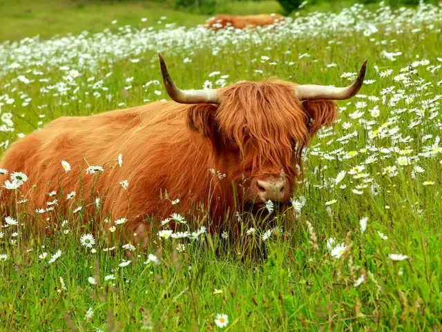 Schottisches Hochlandrind in der Holsteinischen Schweiz – Urlaub auf dem Land  - © © fotokunst63 – stock.adobe.com Ein schottisches Hochlandrind steht auf einer Weide in der Holsteinischen Schweiz während eines Urlaubs auf dem Land.