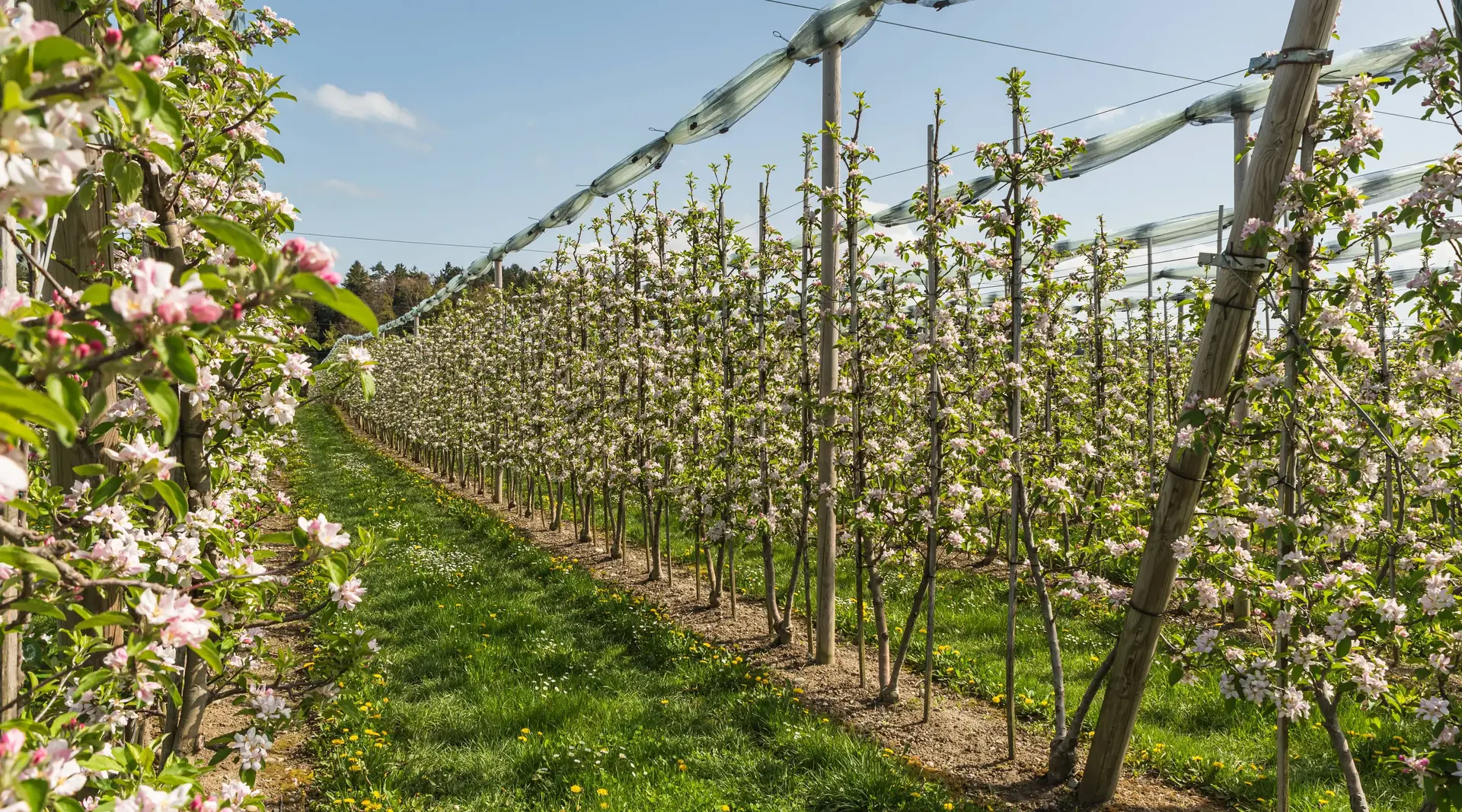 Rows of blossoming apple trees in a spring orchard, Wasserburg on Lake Constance, Bavaria, Germany
