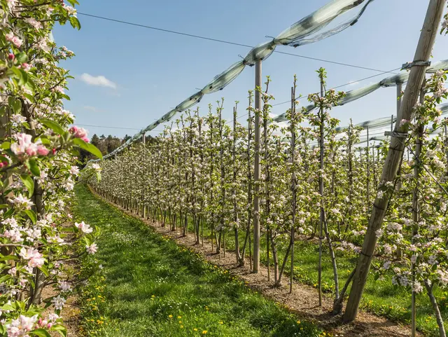 Rows of blossoming apple trees in a spring orchard, Wasserburg on Lake Constance, Bavaria, Germany