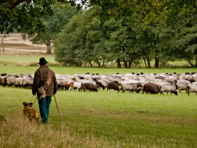 Lüneburger Heide Ferienhäuser: Schäfer mit Schafsherde