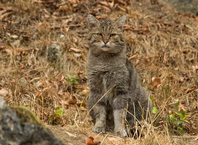 im Urlaub auf dem Bauernhof im Taubertal den Wildpark Bad Mergentheim besuchen und Wildtiere beobachen