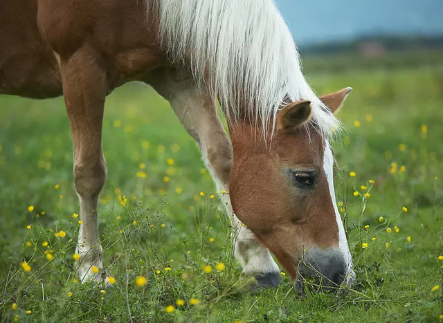 im Urlaub auf dem Reiterhof in Bayern den Pferden beim grasen zuschauen