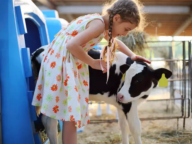 im Urlaub auf dem Bauernhof streicheln Kinder die Kälbchen