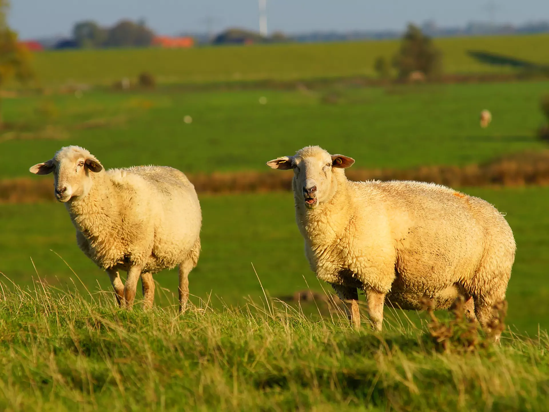 Urlaub an der Nordsee - Bei einem Urlaub auf dem Bauernhof an der Nordsee Schafe auf dem Deich beobachten