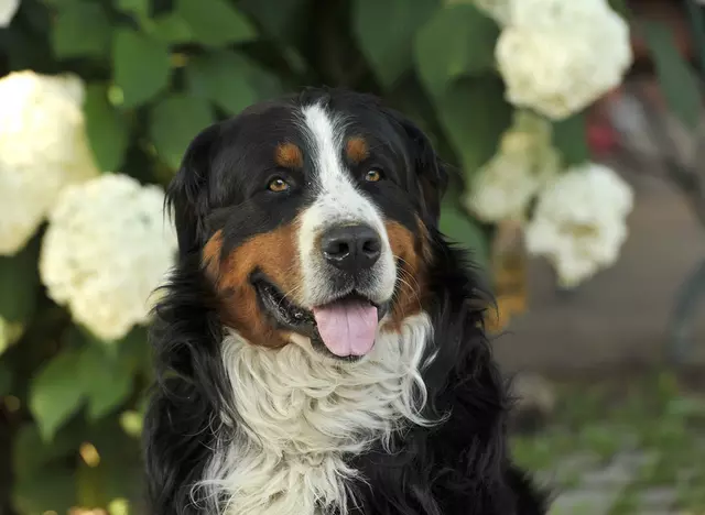 im Urlaub mit Hund in Baden-Württemberg entspannte Ferien auf dem Land verbringen