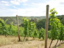 Blick auf die Burg im Mittelrheintal - © Susanne Mölle Blick auf die Burg im Mittelrheintal