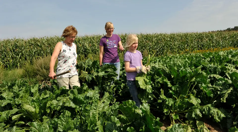 Familie auf Zuckerrübenfeld