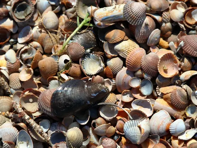 Muscheln in verschiedenen Größen am Boden auf der Insel Borkum.