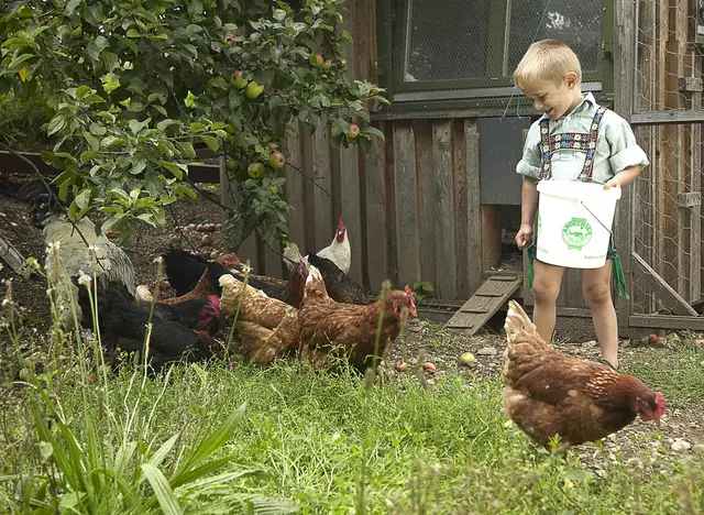 im Urlaub auf dem Bauernhof in Bayern Eier sammeln und Hühner füttern