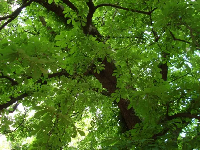 Kastanienbaum - © LANDURLAUB M-V
, Monika Hoffmann Kastanienbäume säumen die Alleen in Mecklenburg-Vorpommern und spenden im Sommer viel Schatten. Erleben Sie das Land mit einer gemütlichen Landpartie auf dem Fahrrad, zu Fuß oder mit dem Auto.