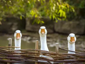 im Urlaub auf dem Bauernhof in Thüringen Gänse füttern