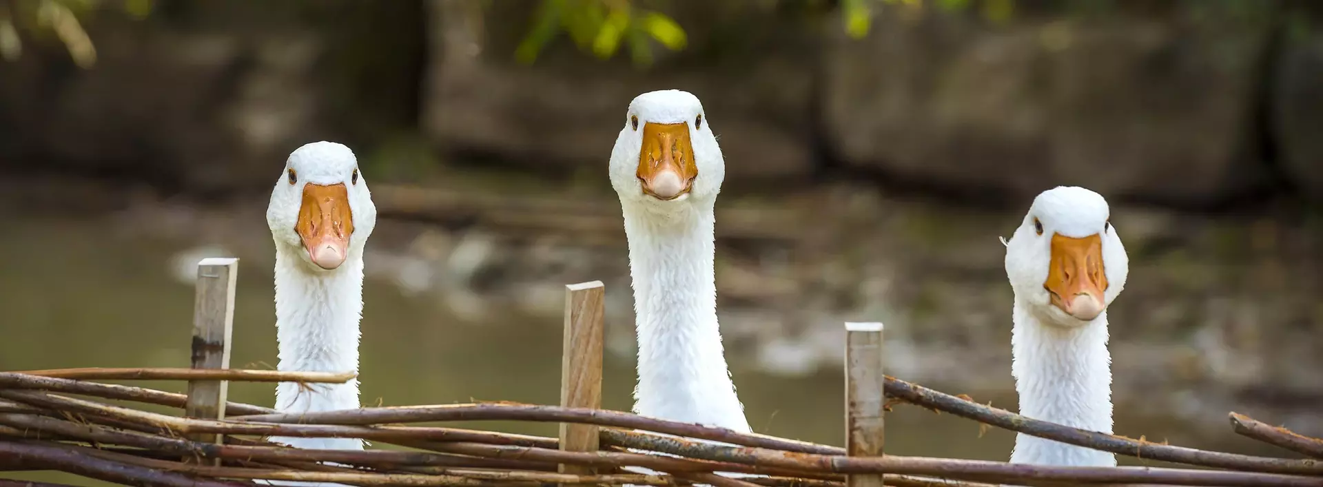 im Urlaub auf dem Bauernhof in Thüringen Gänse füttern