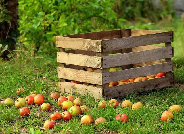 im Urlaub in Thüringen auf dem Obsthof Obst selbst pflücken