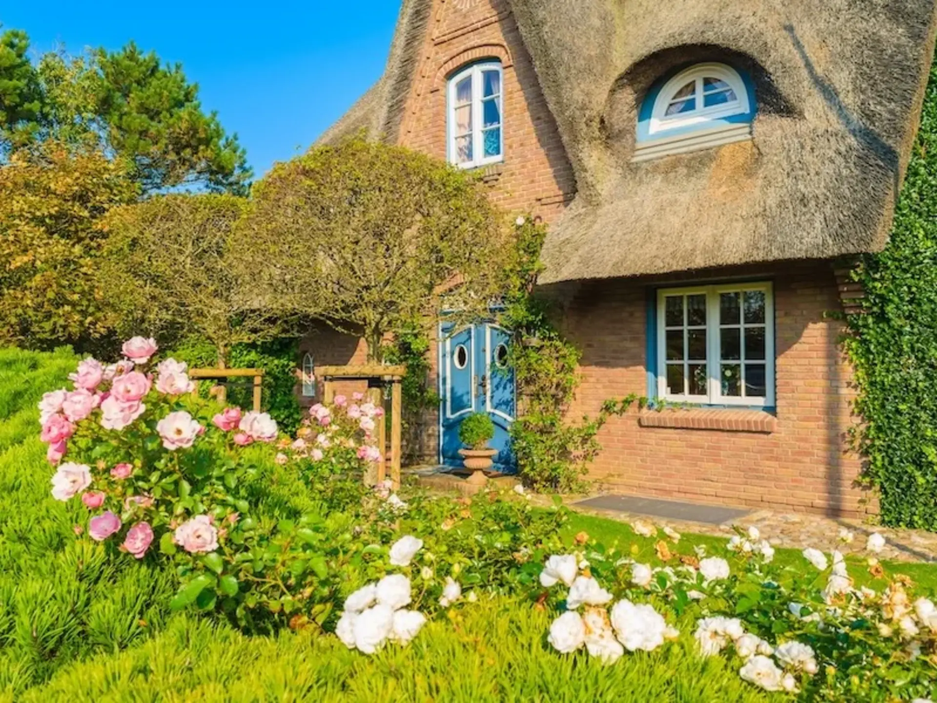 Typisches friesisches Ferienhaus mit Reetdach steht inmitten der Natur im Dorf Kampen auf Sylt, umgeben von Heideflächen und norddeutscher Küstenlandschaft. 