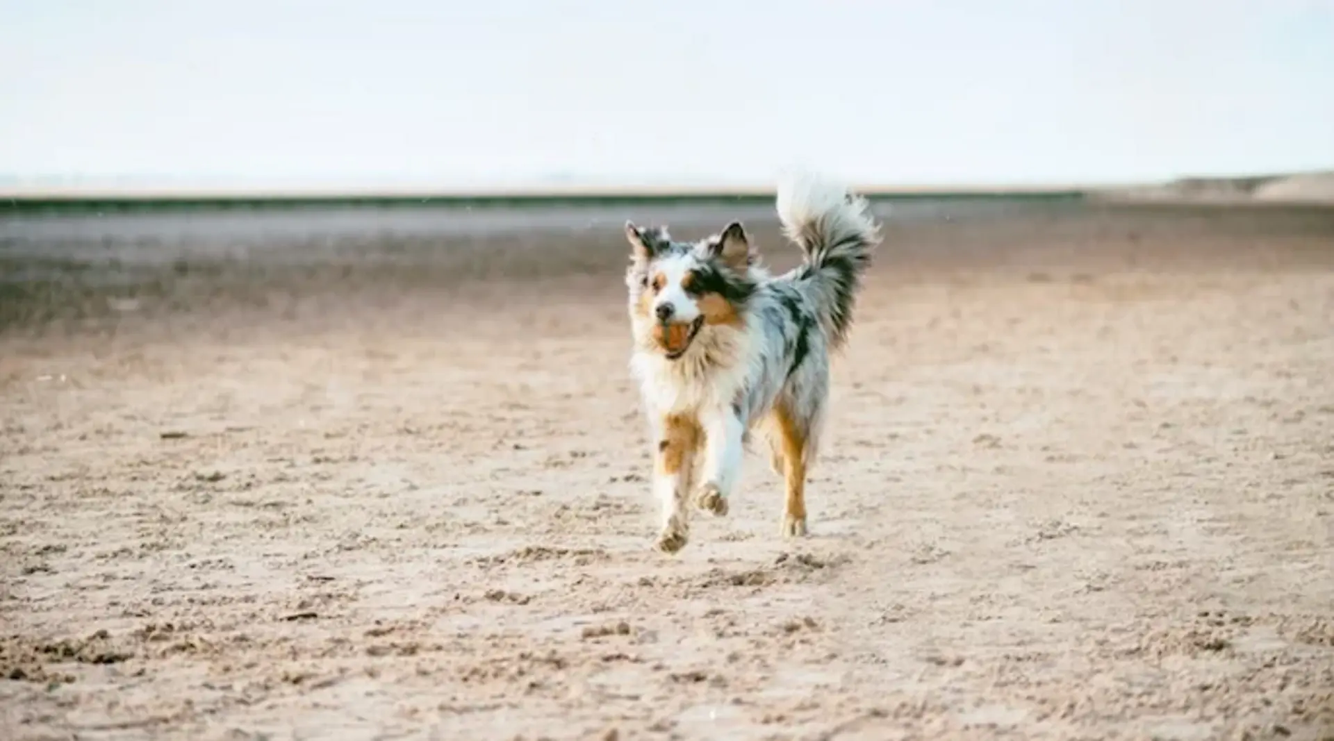 Rennender Australian Shepherd am Strand