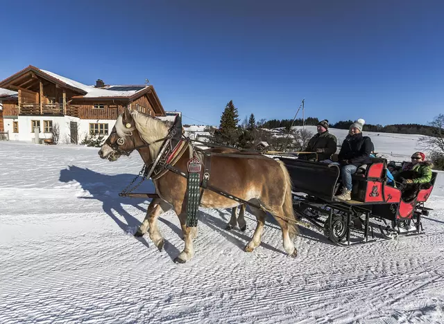 im Winterurlaub auf dem Bauernhof mit Pferden eine Schlittenfahrt durch die verschneite Landschaft machen