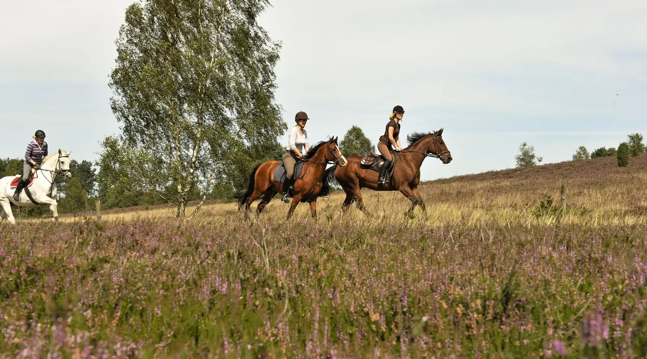 Ausritt durch dir Heide auf dem Pferd