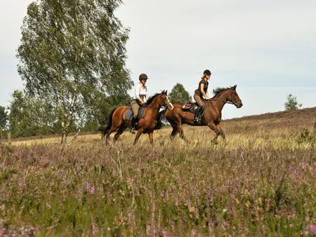 Ausritt durch dir Heide auf dem Pferd"