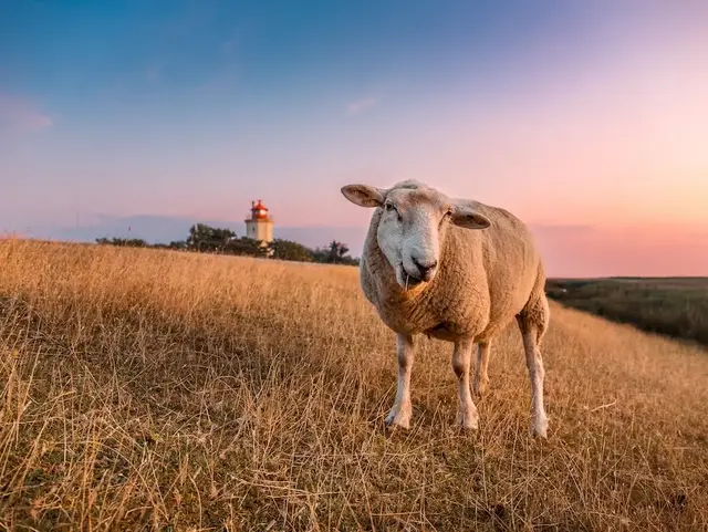 Ein Schaf steht auf einer Wiese, im Hintergrund leuchtet ein Leuchtturm in der orange-rosa Abenddämmerung. 